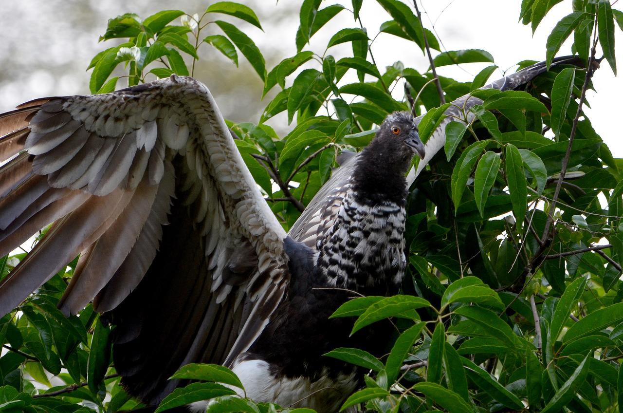 Yaku Amazon Lodge & Expeditions Paraiso Exterior photo